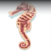 dolphin reef seahorse symbol