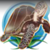 dolphin reef turtle symbol