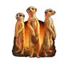 egglink silver pride meerkat symbl