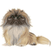 empress dowager cixi dog symbol