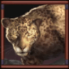 eurasian gaming big game safari leopard symbol