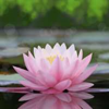fairy dust forest lotus symbol