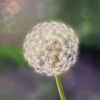 fairy dust forest pollen symbol