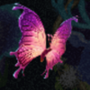 fairy fantasy exotic wilds butterfly symbol