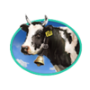 fire twister cow symbol