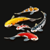 floating dragon dragon boat festival fish symbol
