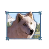 fort knox wolf run wolf 2 symbol