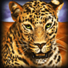 fortune falcon jaguar symbol