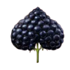 fruit fall fortunes spade symbol