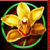 fu chi vanilla symbol