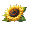 gallina pazza sunflower symbol