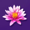 geishas fan lotus symbol