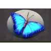 gorilla chief 2 butterfly symbol
