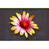 gorilla chief 2 flower symbol