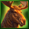 grand buffalo hold and win elk symbol