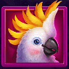 grand koala hold n link parrot symbol
