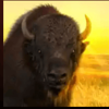 great golden buffalo wild goat symbol