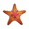 great reef starfish symbol