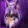 immortal ways buffalo wolf symbol