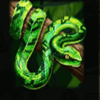 island princess snake symbol