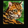 island reels jaguar symbol