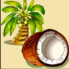 jungle monkeys coconut symbol