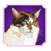 kitty glitter cat3 symbol