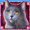 kitty itter grand cat 4 symbol