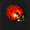 lady fortune ladybug symbol