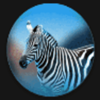 lions pride powerpoints zebra symbol