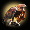 lord of north eagle symbol