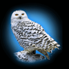 lord of north owl symbol