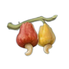 love goa cashew fruit symbol