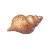 love goa seashell symbol