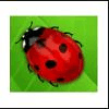 lovely lady ladybug symbol