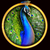 lucky east peacock symbol