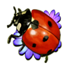 lucky wood ladybug symbol