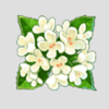 magic moon palace flowers symbol