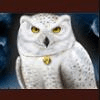 magic owl owl symbol