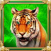 majestic cats tiger symbol