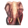majestic king hold and hit 3x3 elephant symbol
