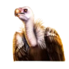 majestic king hold and hit 3x3 vulture symbol