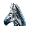 majestic king hold and hit 3x3 zebra symbol