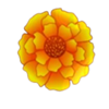 midnight fiesta flower symbol
