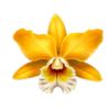 mighty hot amazonia flower symbol