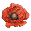 mystery garden flower 1 symbol
