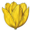 mystery garden flower 2 symbol