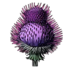 mystery garden flower 7 symbol