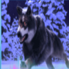 mythic wolf sacred moon running wolf symbol