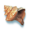 neptunes bounty carapace symbol